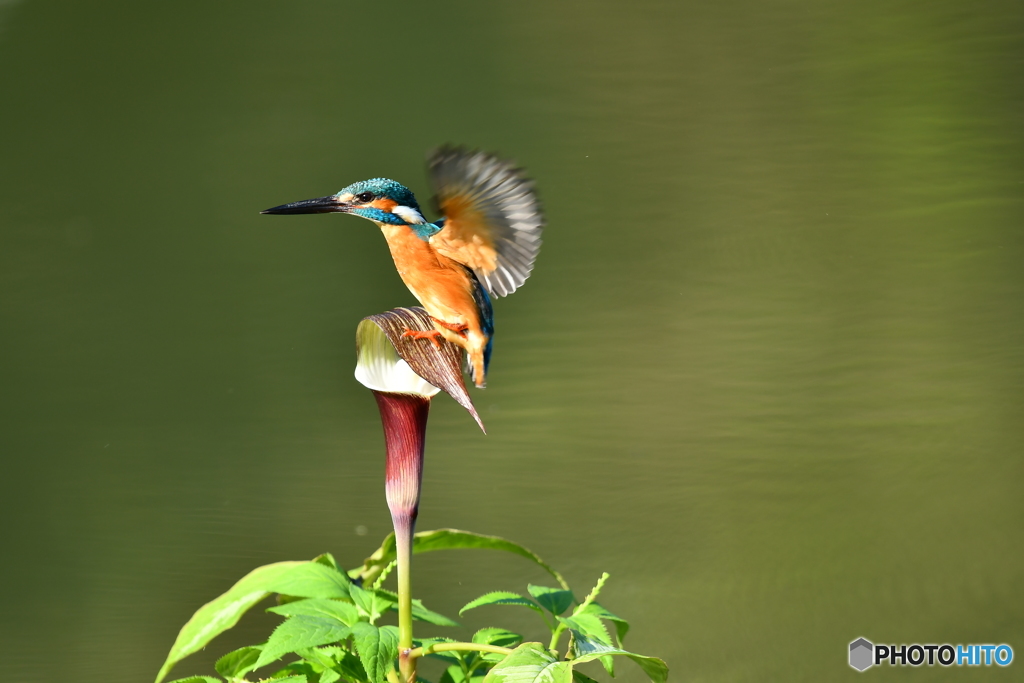 雪持草とカワセミ