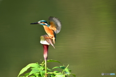 雪持草とカワセミ