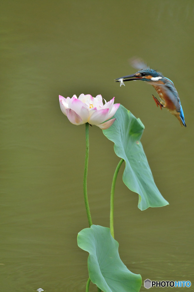 ハスとカワセミ