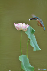 ハスとカワセミ