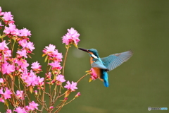 吉野ツツジとカワセミ