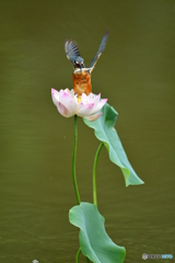 ハスとカワセミ