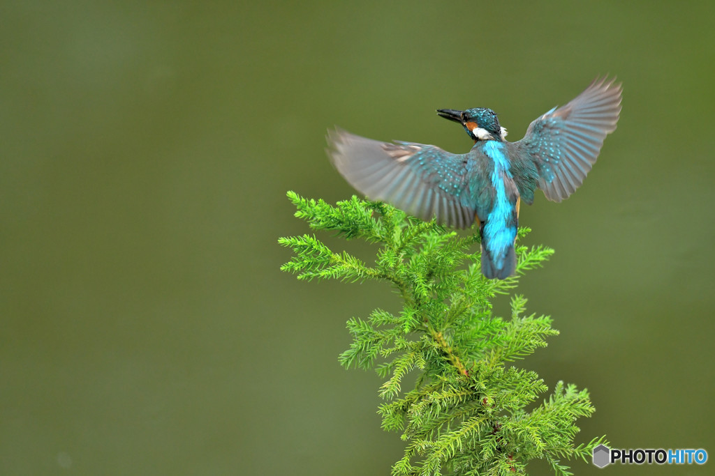 スギとカワセミ