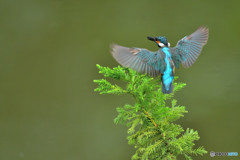 スギとカワセミ