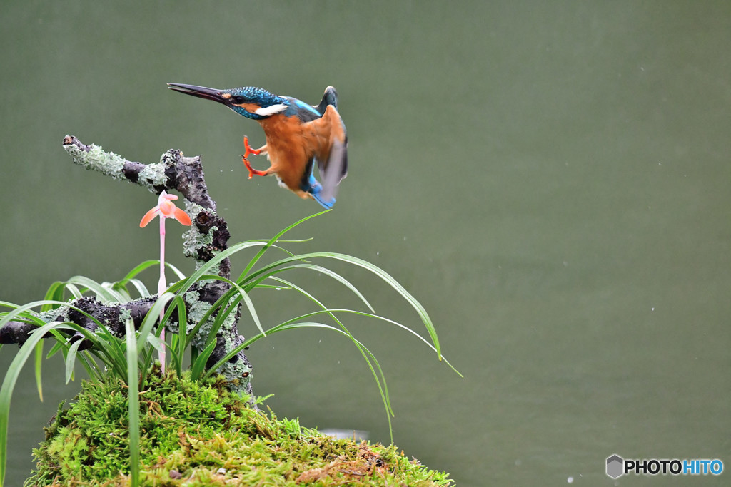 春蘭とカワセミ
