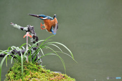 春蘭とカワセミ