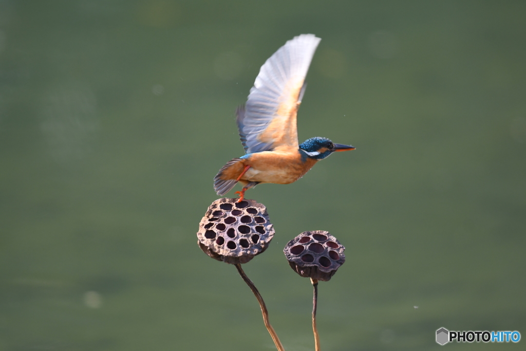ハスの実とカワセミ