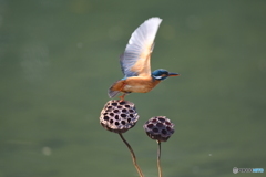 ハスの実とカワセミ