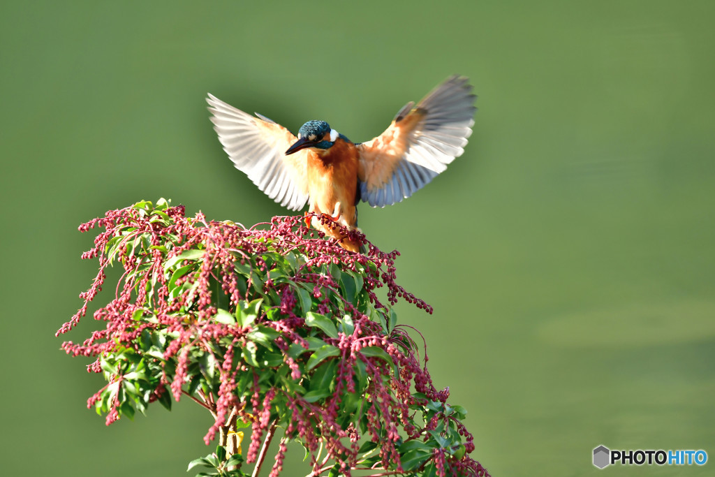 アセビとカワセミ
