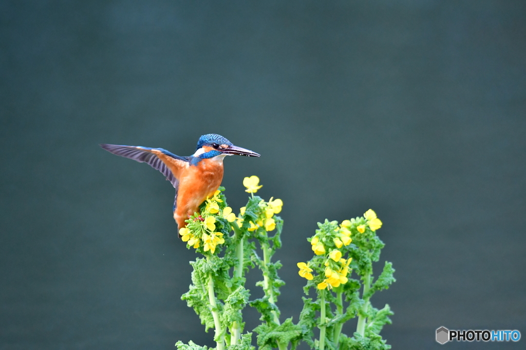 菜の花とカワセミ