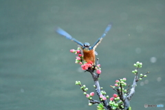 ボケの花とカワセミ
