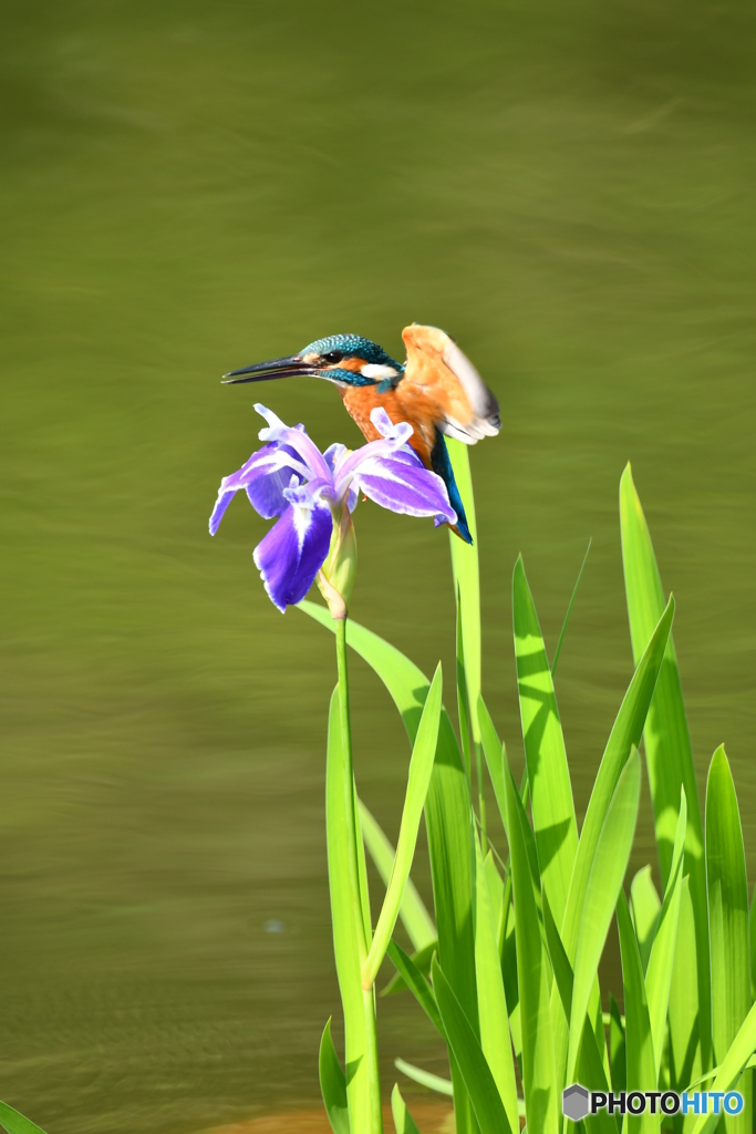 カキツバタとカワセミ