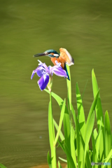 カキツバタとカワセミ