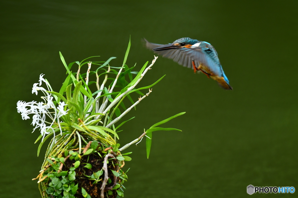 フウランとカワセミ