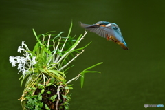 フウランとカワセミ