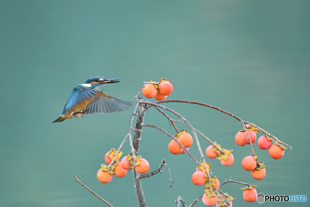 マメガキとカワセミ