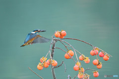マメガキとカワセミ