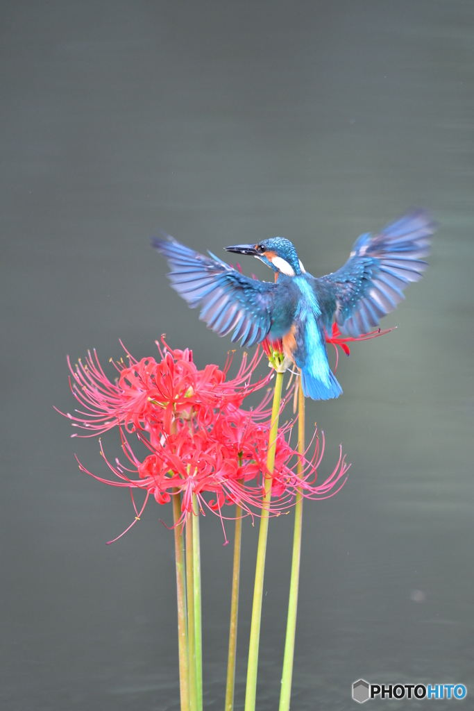 彼岸花とカワセミ