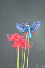 彼岸花とカワセミ