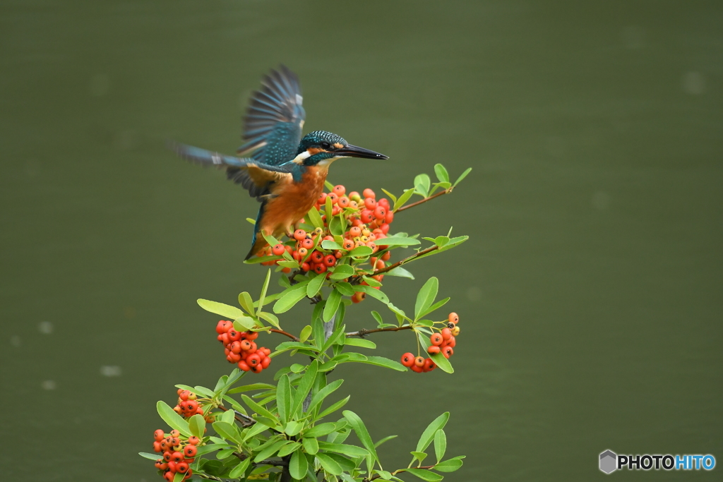 ピラカンサとカワセミ