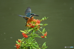 ピラカンサとカワセミ