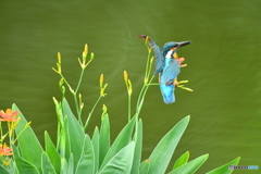 ヒオウギとカワセミ