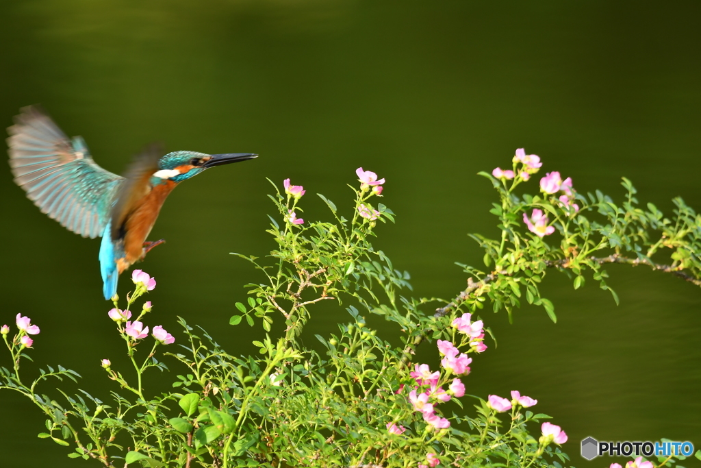 野バラとカワセミ