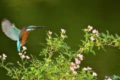 野バラとカワセミ
