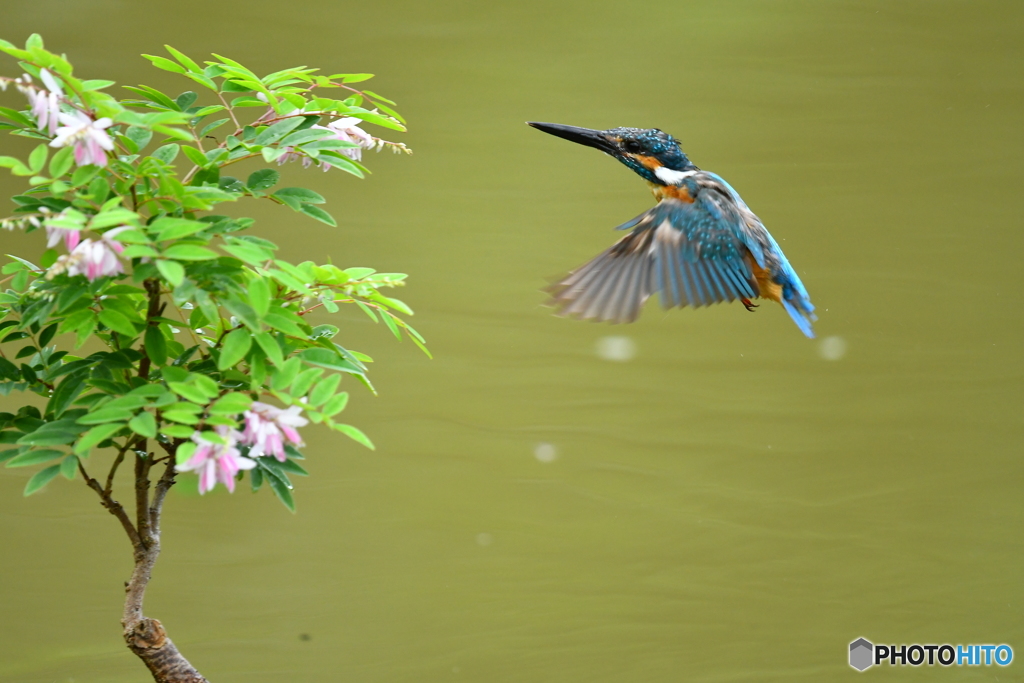 庭フジとカワセミ