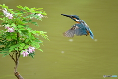庭フジとカワセミ