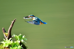 フキの薹とカワセミ