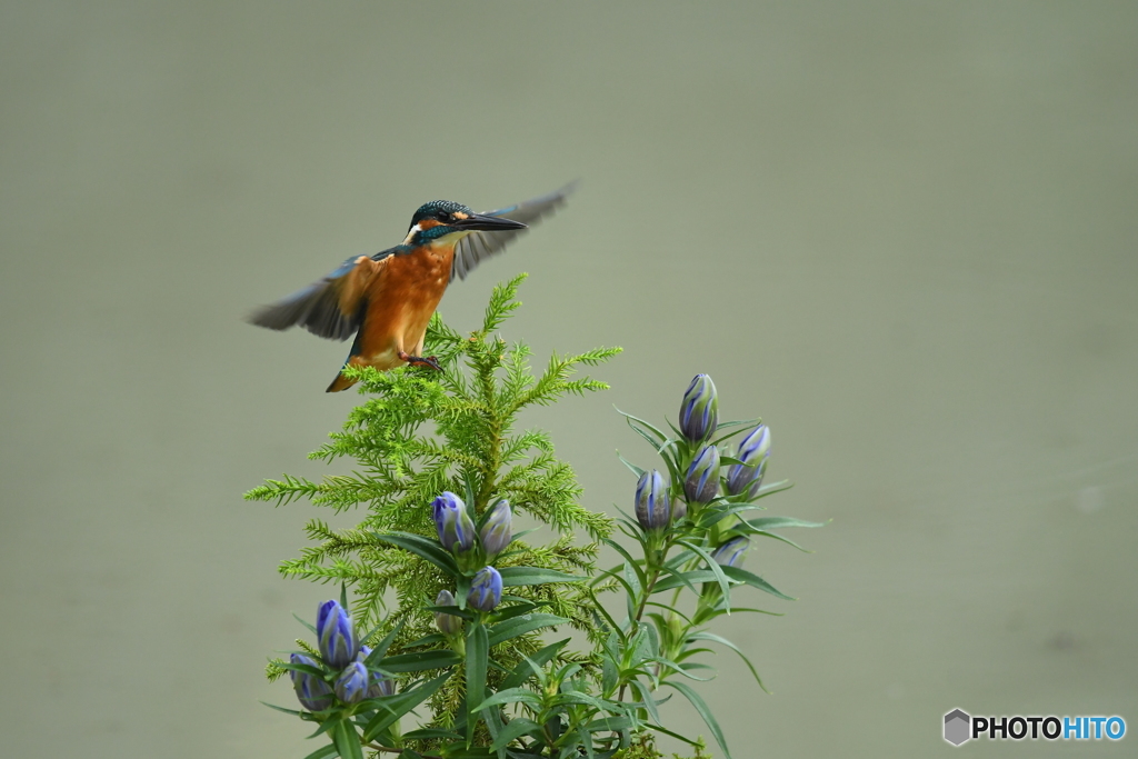 竜胆とカワセミ
