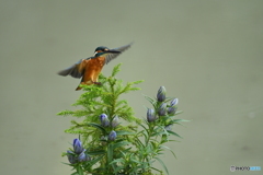 竜胆とカワセミ
