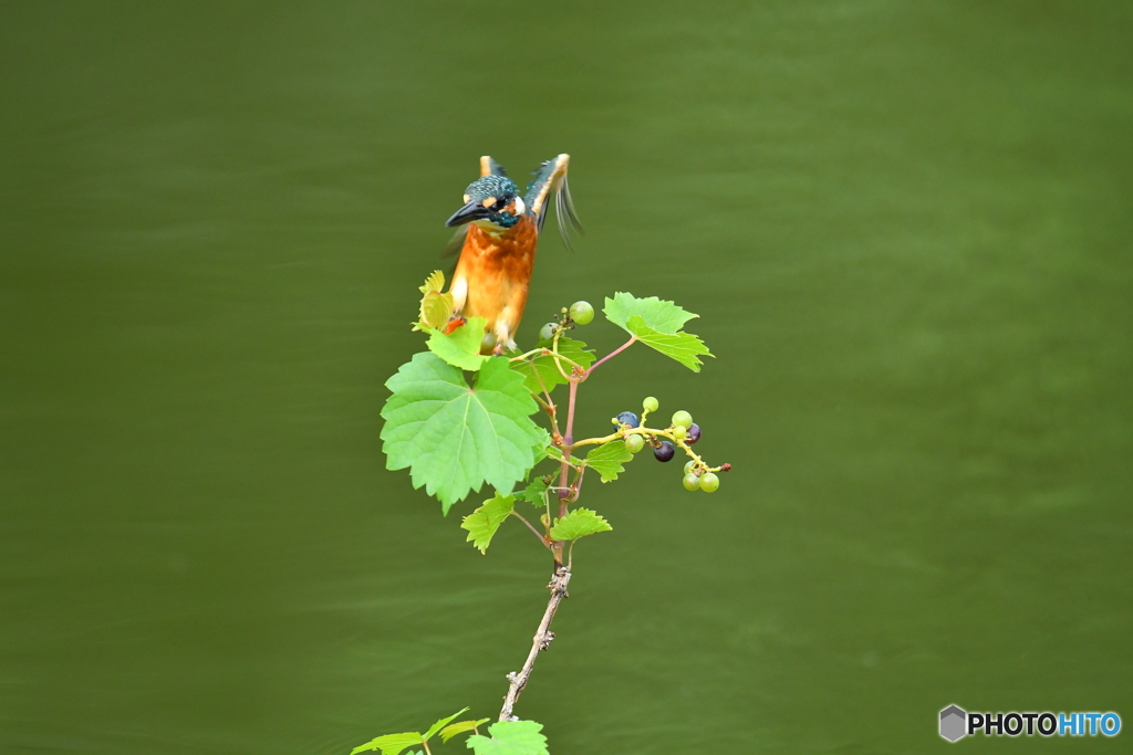 山ブドウとカワセミ