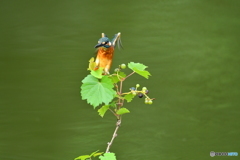 山ブドウとカワセミ