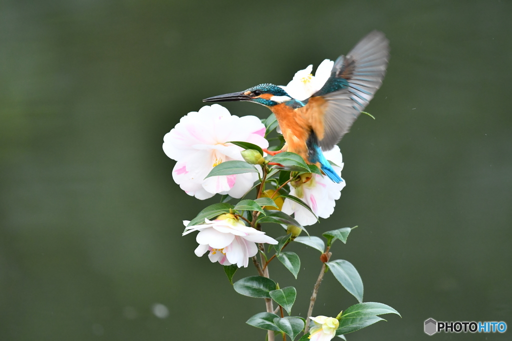 五色ツバキとカワセミ