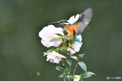 五色ツバキとカワセミ