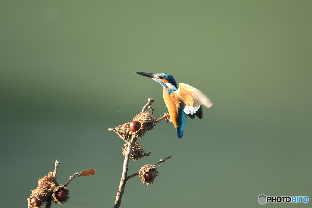ドングリとカワセミ