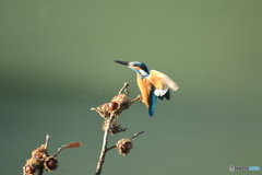 ドングリとカワセミ