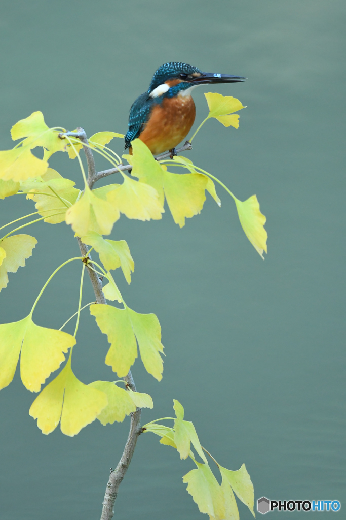 銀杏とカワセミ