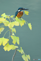 銀杏とカワセミ