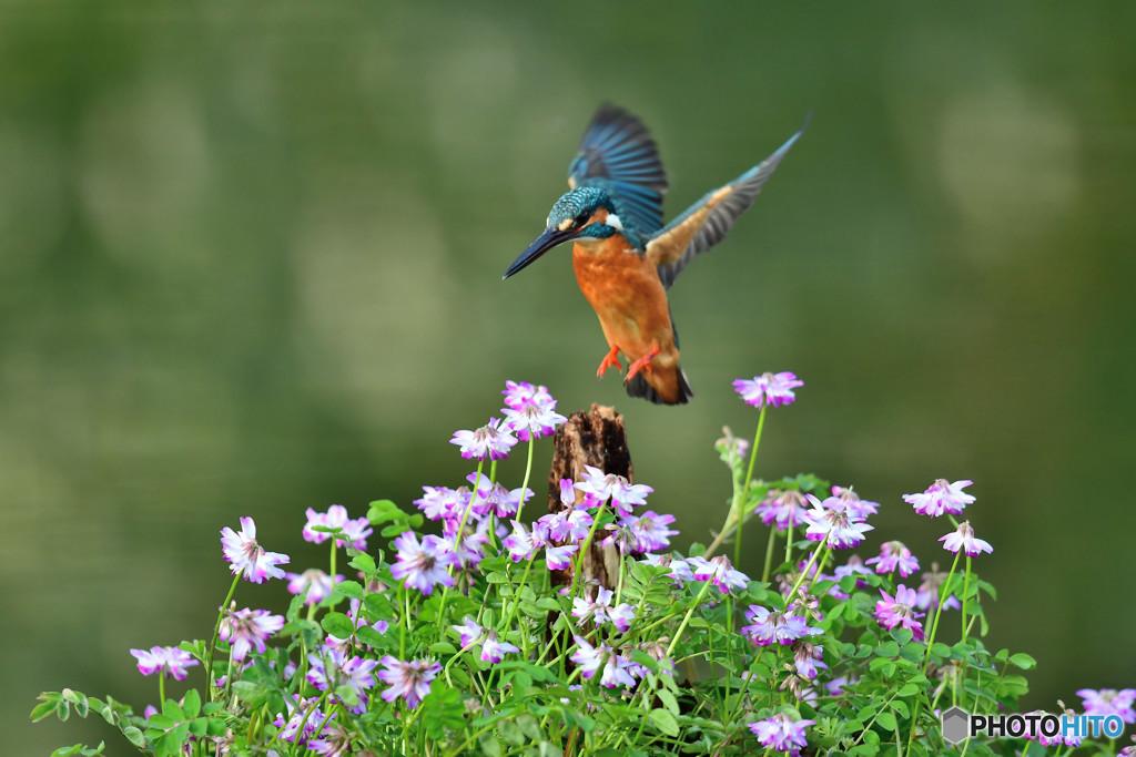 レンゲソウとカワセミ