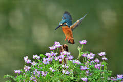 レンゲソウとカワセミ