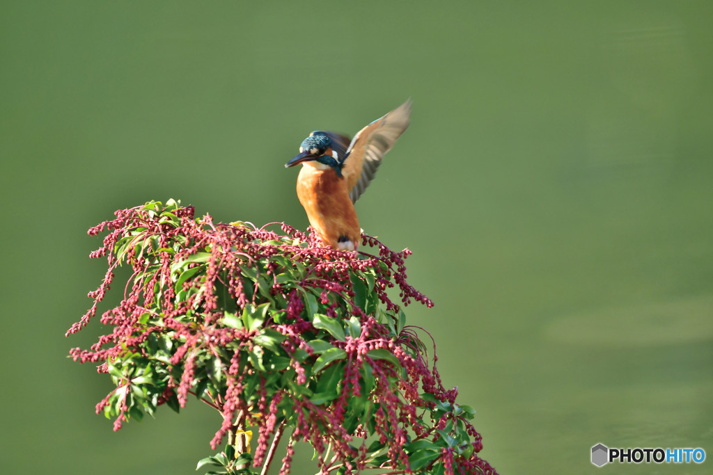 アセビとカワセミ
