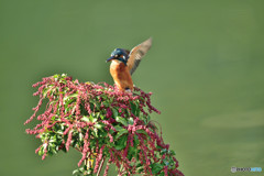 アセビとカワセミ