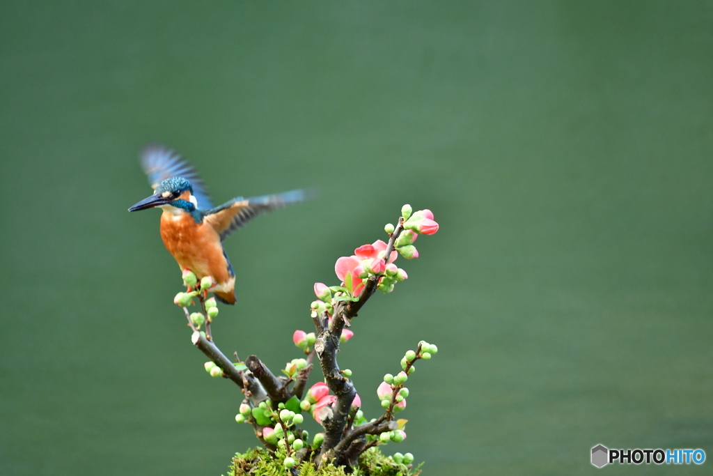 ボケの花とカワセミ