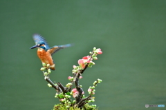 ボケの花とカワセミ