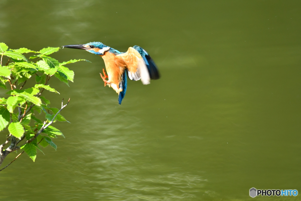 ブナとカワセミ