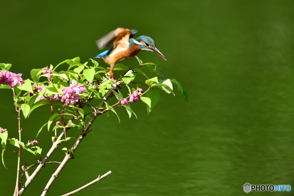 紅ウツギとカワセミ