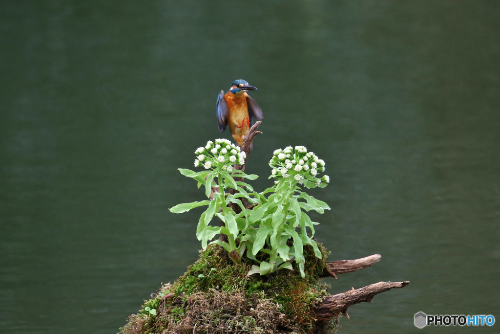 フキの花とカワセミ